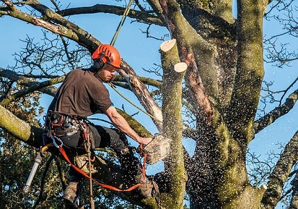 What Is Emergency Tree Removal Service - Shore Tree Service Duxbury MA