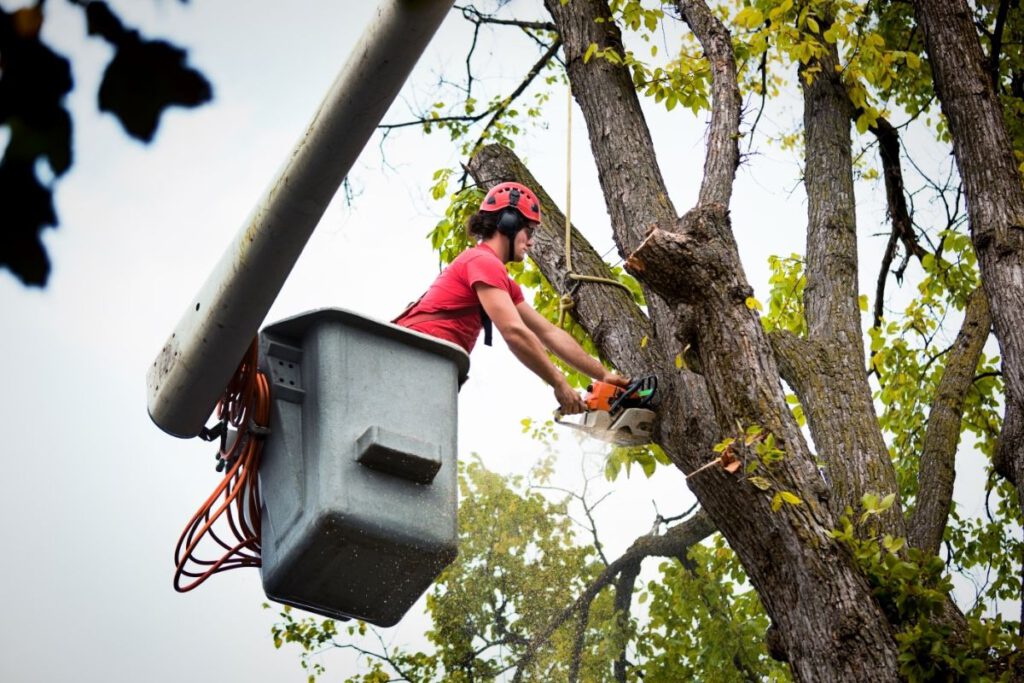 About Shore Tree Service Quincy and South Shore MA