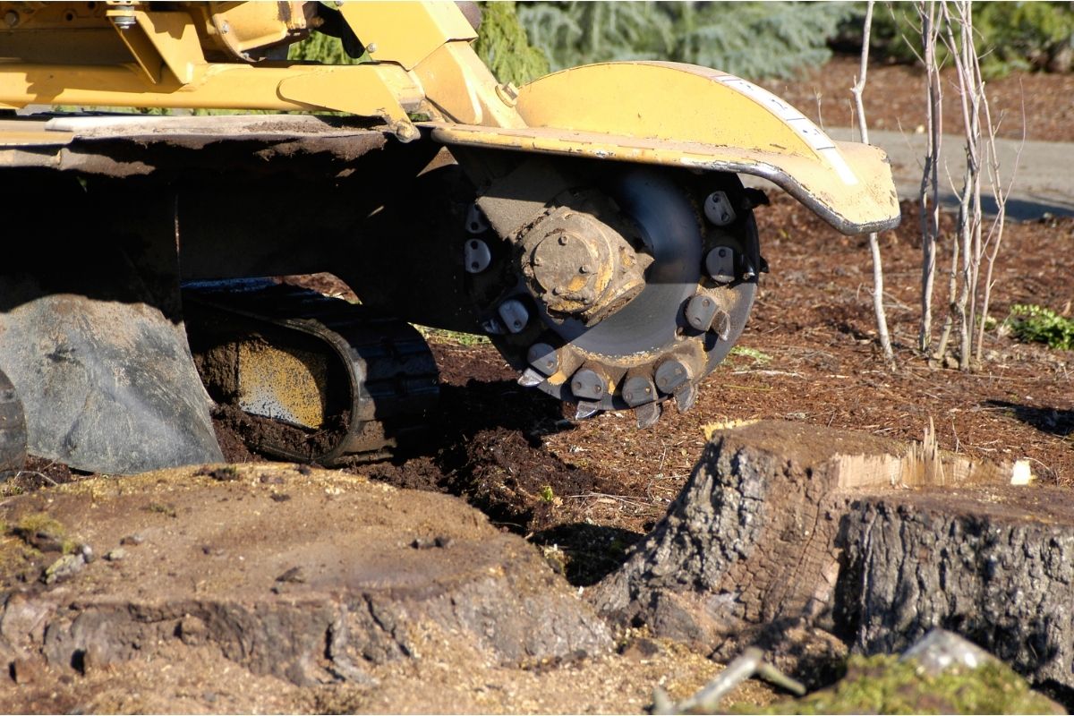 Stump Removal - Shore Tree Removal Quincy MA
