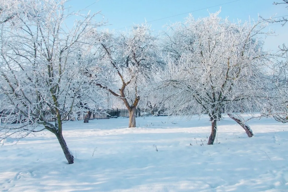 Tips for Protecting Your Trees and Shrubs During the Winter-Shore Tree Services Brockton MA