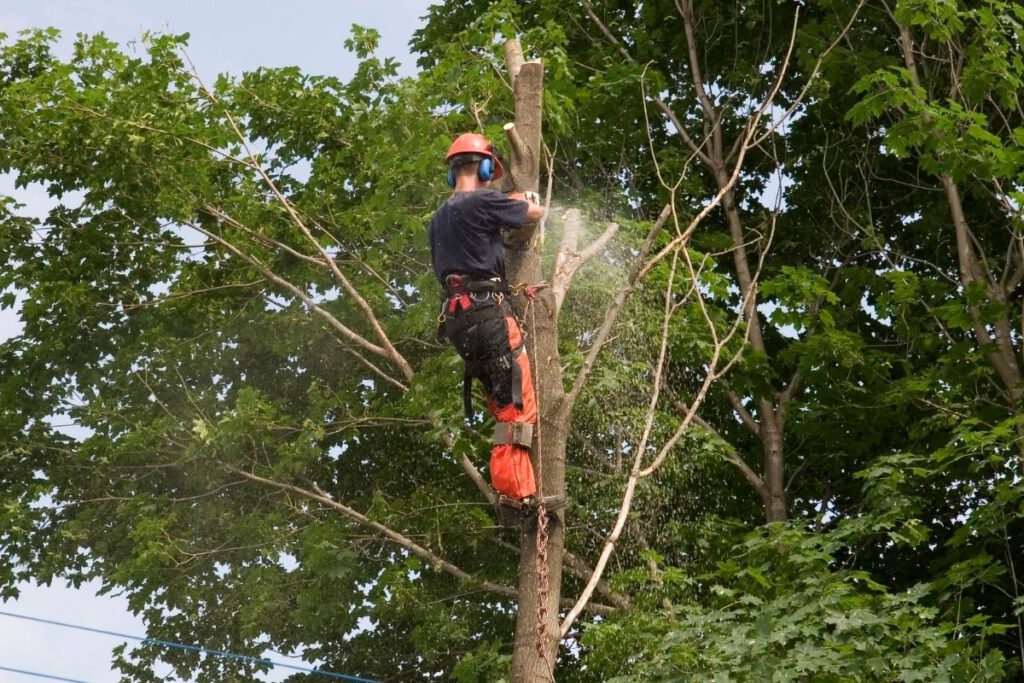 Tree Removal Service in West Bridgewater MA - Shore Tree Service