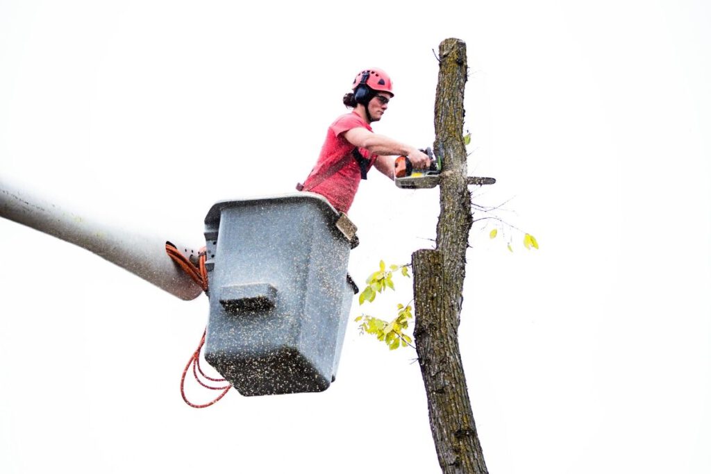 Tree Service at Tree Shore Service in Norwell MA