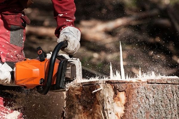 Tree and Stump Removal Shore Tree Service Quincy, MA
