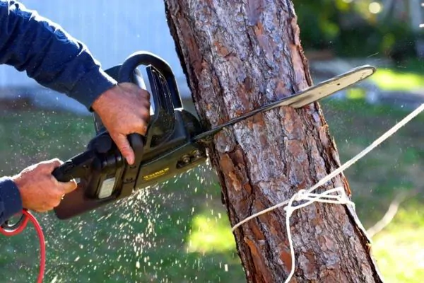 Shore-Tree-Service-Tree-Removal-and-Tree-Branch-Cutting-Quincy-MA