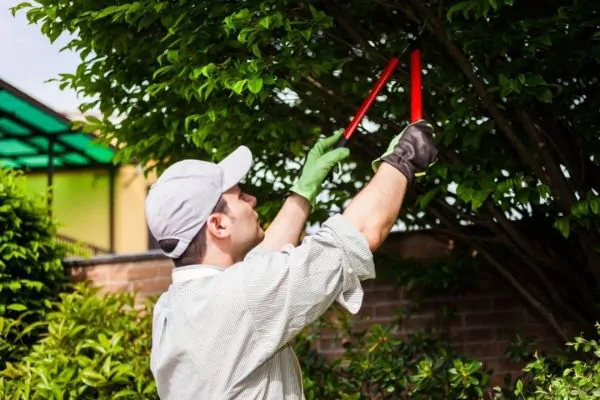 Tree-Trimming-and-Pruning-Shore-Tree-Service-South-Shore-MA
