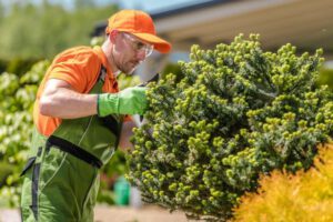 Autumn Tree Care Tips - Shore Tree Service Quincy, MA