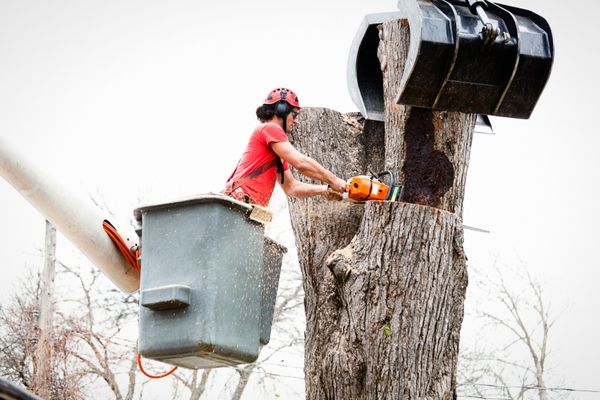 Top Tree Services in Massachusetts - Shore Tree Service Quincy, MA