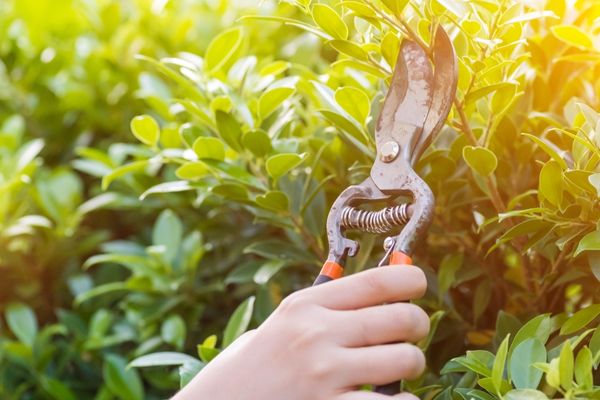 Pruning in Autumn Can Make Your Trees Sick - Shore Tree Service Quincy, MA