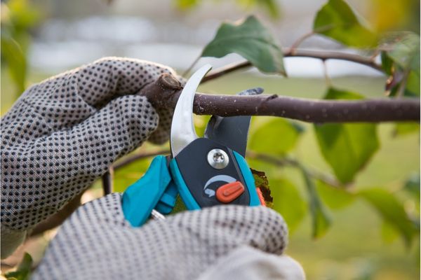 Pruning in Cold Weather - Shore Tree Service Quincy, MA