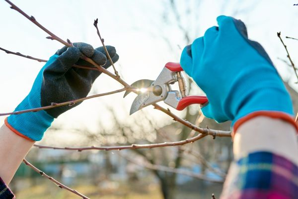 Shore Tree Service Quincy MA - 4 Reasons You Should Not Prune Your Trees in the Fall