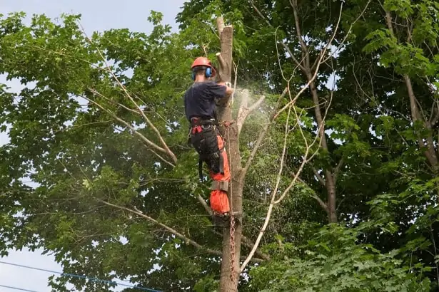 Tree Removal Service in West Bridgewater MA Shore Tree Service