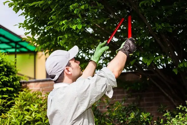 Tree and Hedge Pruning and Trimming
