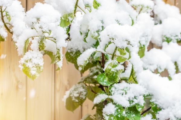 Shore Tree Service - Tree Care Do's and Don'ts After a Snowstorm Abington, MA