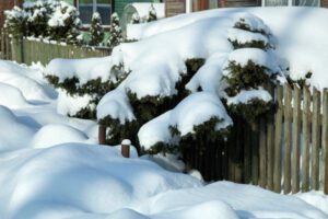 Tree Care Do's and Don'ts After a Snowstorm - Shore Tree Service Quincy MA