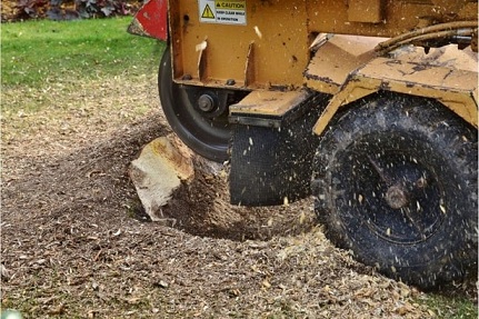 Stump Grinding and Stump Removal Services Cohasset MA