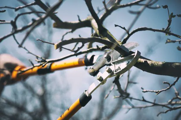 4 Reasons You Should Not Prune Your Trees in the Fall - Shore Tree Service Quincy, MA