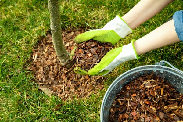 Apply a layer of mulch around the tree base - Shore Tree Service Quincy, MA