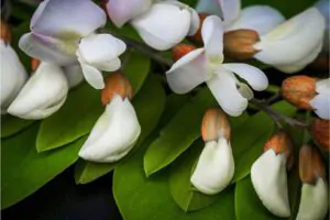 Black Locust - Shore Tree Service