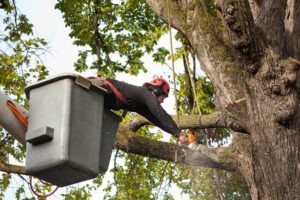 Check For Insurance Policies - Shore Tree Service