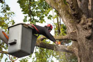 Check For Insurance Policies - Shore Tree Service