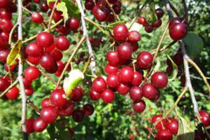 Chokecherry - Shore Tree Service