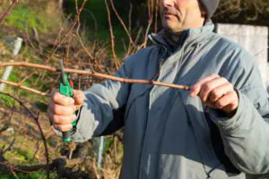 Cut back any vines - Shore Tree Service Quincy, MA