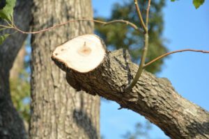 Cuts from Pruning Will Not Heal Quickly - Shore Tree Service