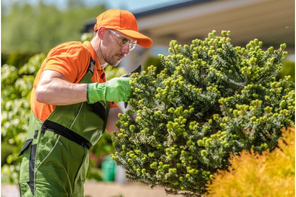 Looking for Someone to Help You Plant Trees that Will Increase Property Value - Shore Tree Service