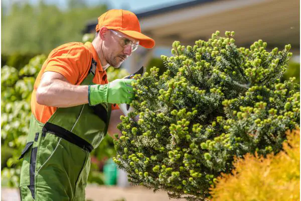 Looking-for-Someone-to-Help-You-Plant-Trees-that-Will-Increase-Property-Value-Shore-Tree-Service