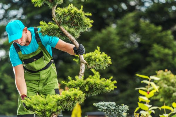 Low Maintenance Trees - Shore Tree Service
