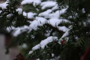 Moving the snow toward your plants and trees - Shore Tree Service Bridgewater, MA