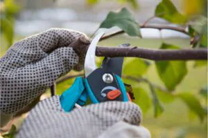 Pruning in Cold Weather Can Stunt Your Tree’s Growth - Shore Tree Service