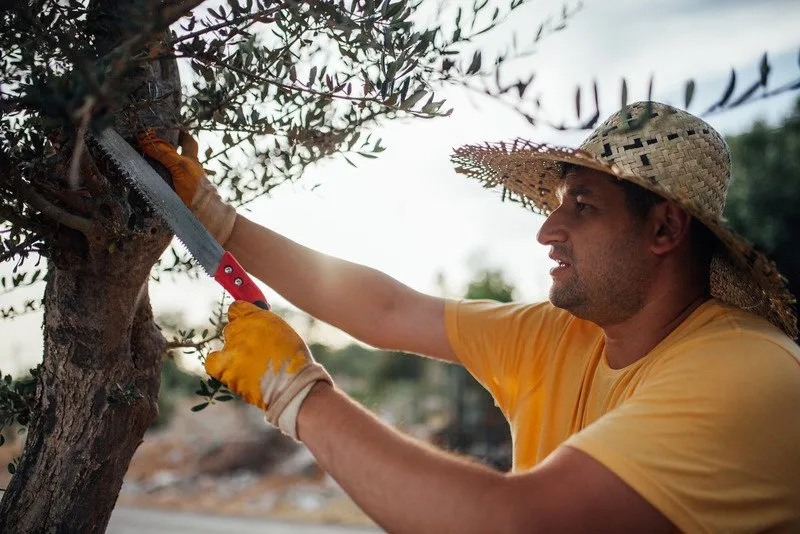 The Benefits of Tree Pruning - Shore Tree Service