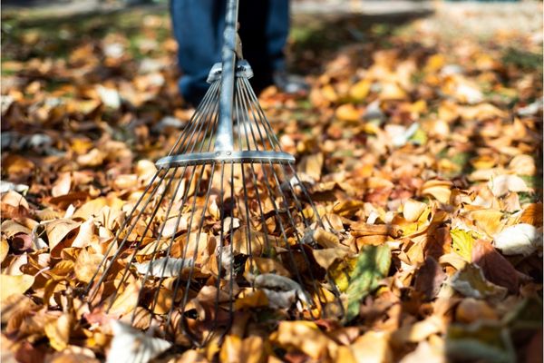 Remove any fallen leaves - Shore Tree Service Quincy, MA
