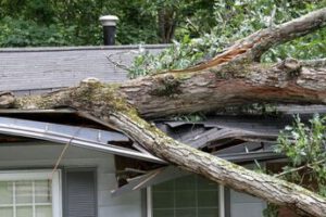 THE-DANGERS-OF-TREES-Shore-Tree-Service-Canton-MA