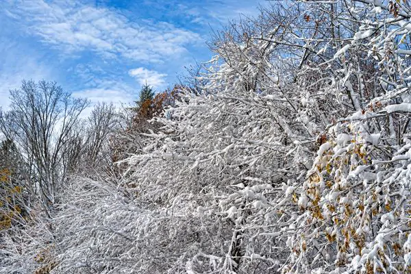 The Do’s of Tree Care - Shore Tree Service Braintree, MA