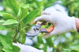 Tips for Pruning Trees - Shore Tree Service Quincy, MA