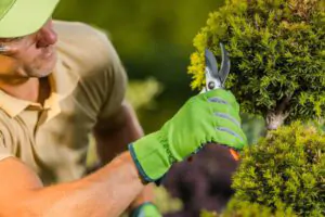 Tree Trimming and Pruning Services in Quincy, MA - Shore Tree Service