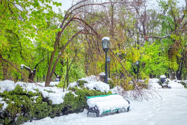 What Happens To A Tree After Snowstorm - Shore Tree Service Avon, MA