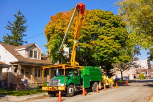 What To Look For In A Tree Removal Company - Shore Tree Service