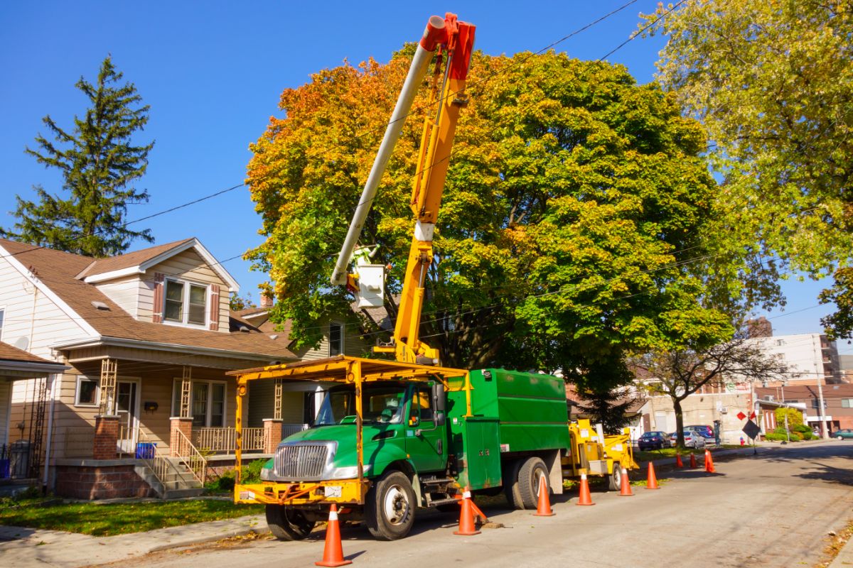 What To Look For In A Tree Removal Company - Shore Tree Service