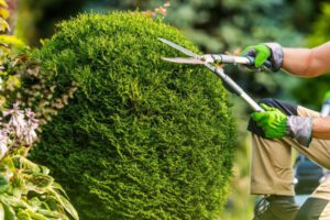 When Can I Trim My Trees - Shore Tree Service Quincy, MA