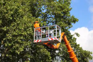 Where can I get the best South Shore tree service - Shore Tree Service Canton, MA