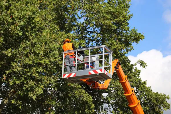 Where can I get the best South Shore tree service - Shore Tree Service Canton, MA