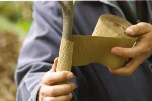 Wrap tree trunks - Shore Tree Service Quincy, MA