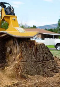 Stump Removal Versus Stump Grinding Service Braintree MA