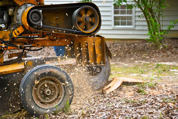 Managing Stump Grinding, Shore Tree Service in Quincy MA