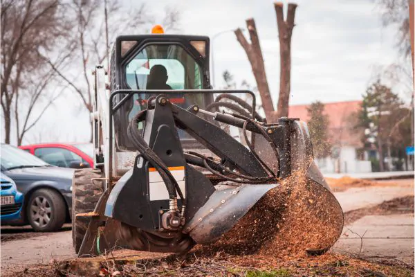 Shore Tree Service’s Best Stump Grinding, Shore Tree Service in Quincy MA