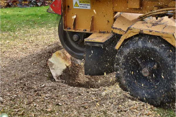 Stump Grinding Costs, Shore Tree Service in Quincy MA