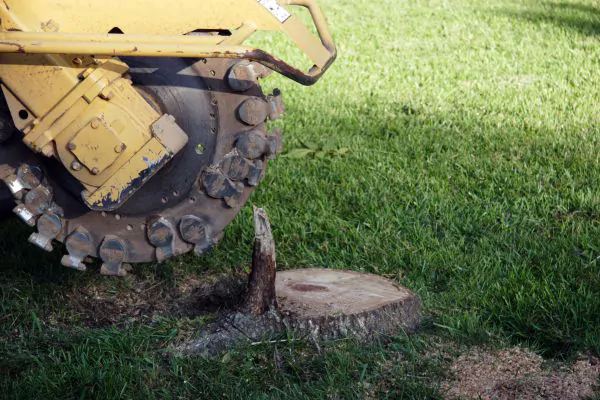Stump Grinding, Shore Tree Service in Quincy MA